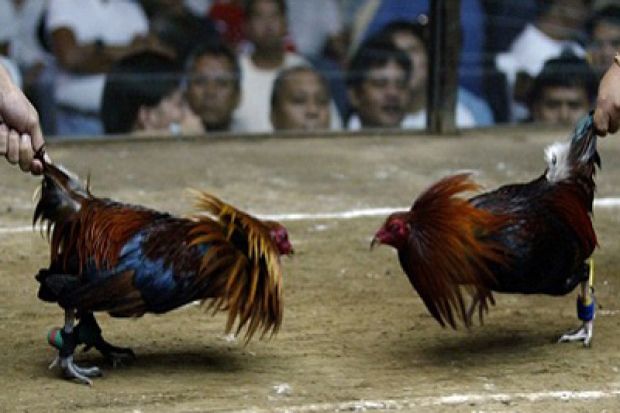 Manny Pacquiao Doyan Judi Sabung Ayam