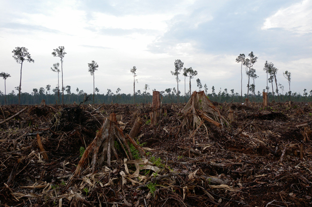 Makin Kritis, Deforestasi Hutan Indonesia Capai 30 Juta Hektare