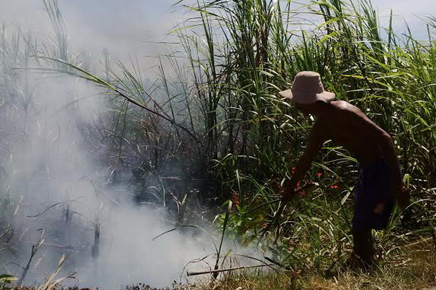 Jelang Panen, 3 Hektare Ladang Tebu Dishutbun Terbakar