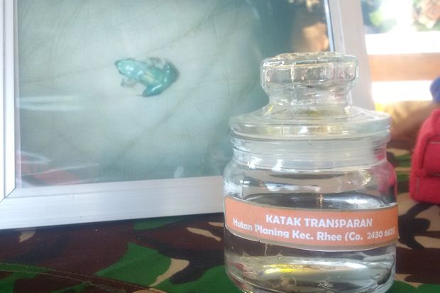 Tim Ekspedisi Temukan Katak Transparan di Sumbawa