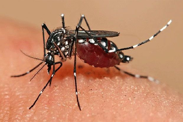 Vaksin Demam Berdarah Dengue Telah Ditemukan