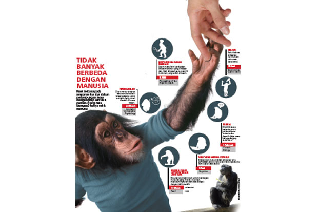 Perilaku Simpanse Perkuat Teori Evolusi