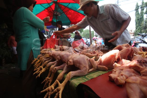 Harga Daging Ayam di Semarang mulai Naik