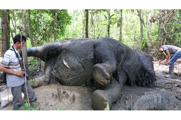 Gajah Mati Tanpa Gading Ditemukan di Bengkalis