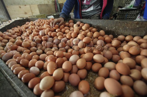 Permintaan Meningkat, Harga Telur Meroket