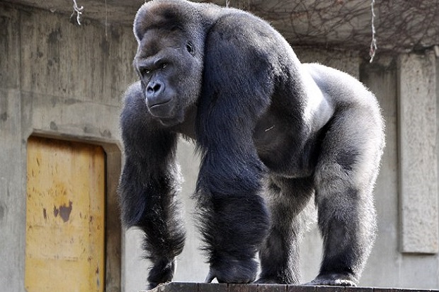 Heboh, Gorila Ganteng di Bonbin Jepang Pikat Banyak Wanita