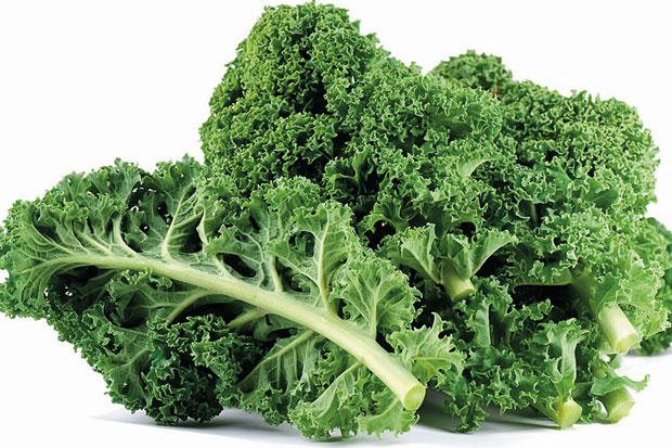 Kale,Primadona Sayuran Hijau