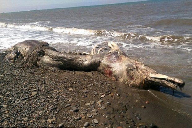 Makhluk Aneh Ini Terdampar di Pantai Rusia