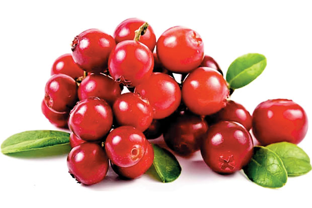 Manfaat Buah Cranberry bagi Kesehatan