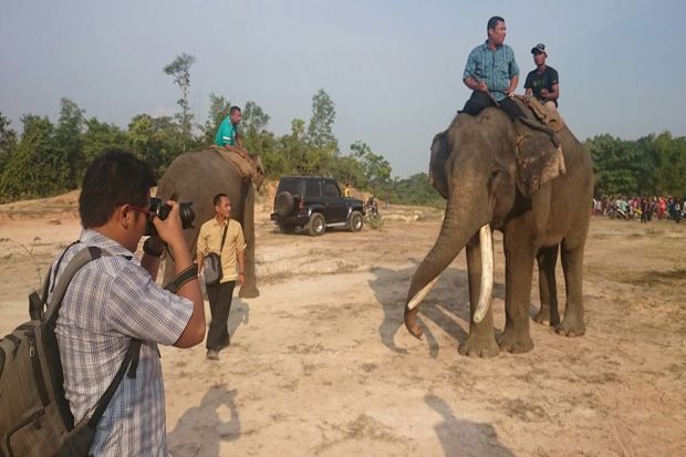 Gawat! Gajah Liar Masuki Pemukiman Warga di Pekanbaru