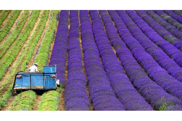Wow! Perkebunan Lavender Ini Berwarna Ungu