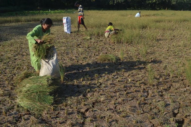 28 Hektare Tanaman Padi di Bangkalan Gagal Panen