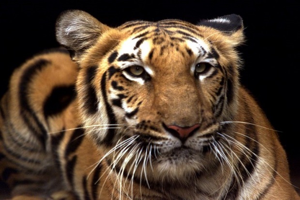 Polisi Bangladesh Tembak Mati 6 Terduga Pemburu Harimau
