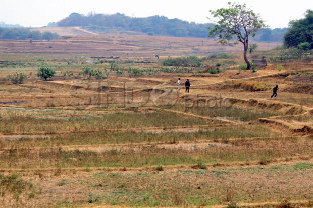 Kekeringan Ancam Pertanian di Cirebon
