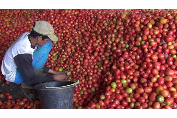 Kemendag Katrol Harga Tomat hingga Rp4.000/Kg