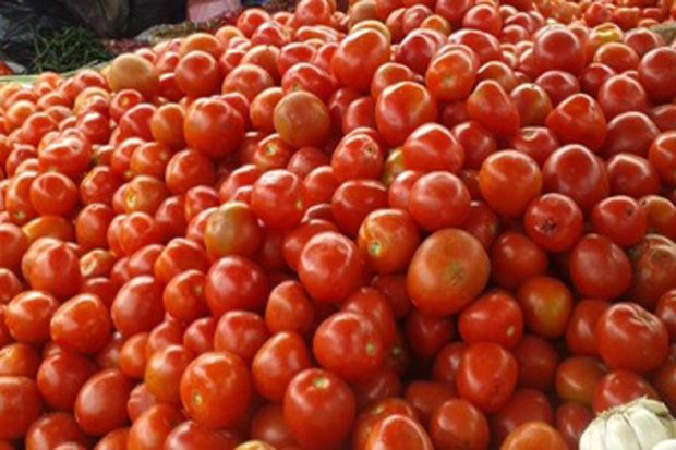 Pemerintah Akan Rangkul Ritel Serap Tomat Petani