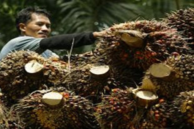 Menko Darmin Ungkap Industri Sawit Malaysia Lebih Unggul