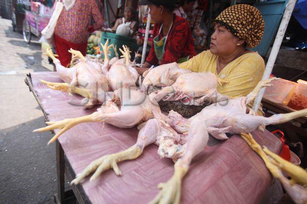 Ini Alasan Pedagang Daging Ayam Mogok Jualan
