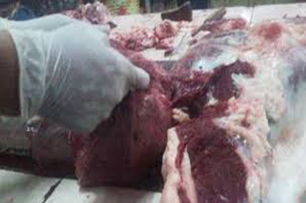 Polisi Bongkar Sindikat Daging Celeng