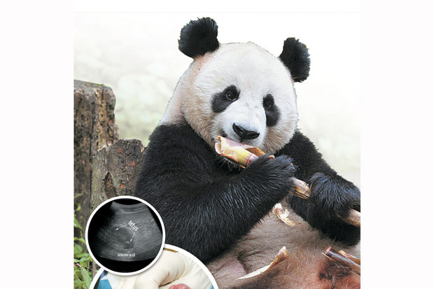 Rumitnya Melestarikan Panda