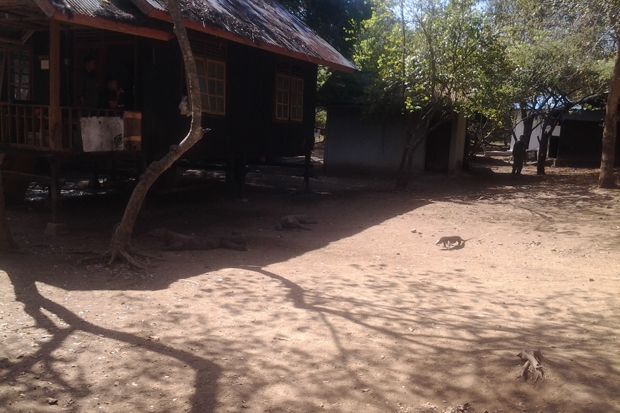 Kunjungan Wisatawan ke Taman Nasional Komodo Meningkat