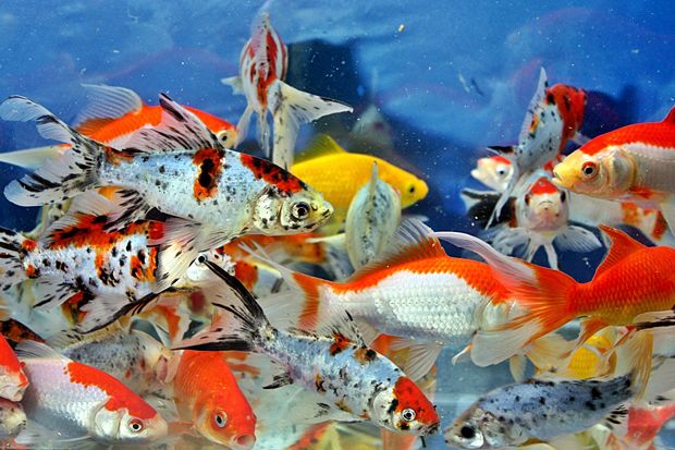 Penyebab RI Kalah dari Singapura soal Ekspor Ikan Hias