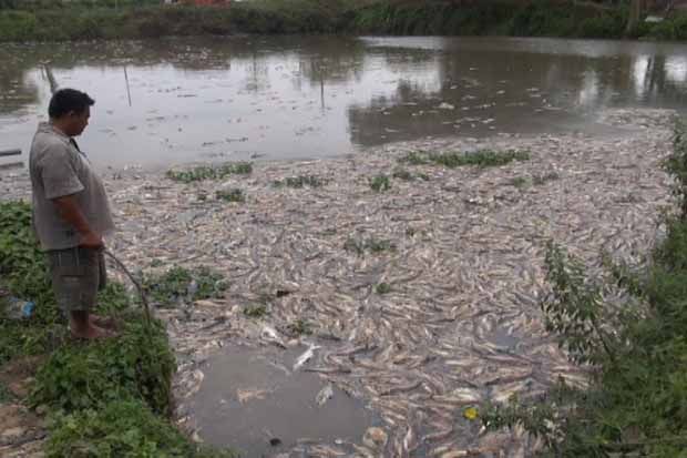 Ribuan Ikan di Jombang Mati