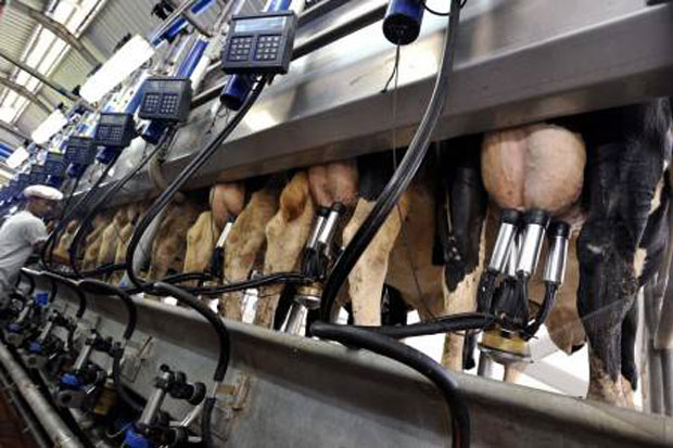 Industri Pengolahan Susu Masih Bergantung Impor