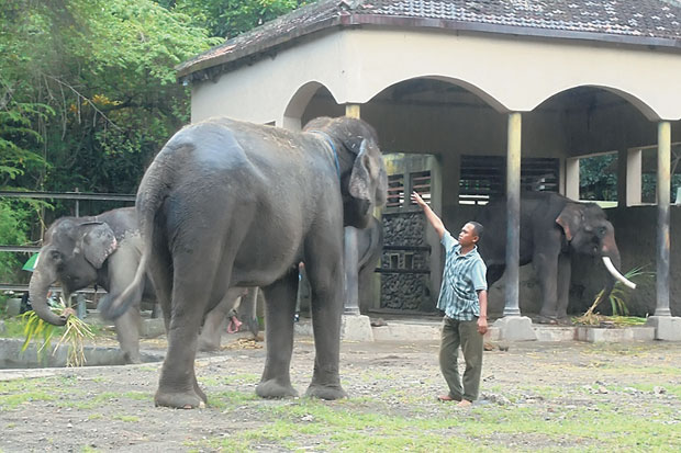 GL Zoo Datangkan Mahout Sumatera
