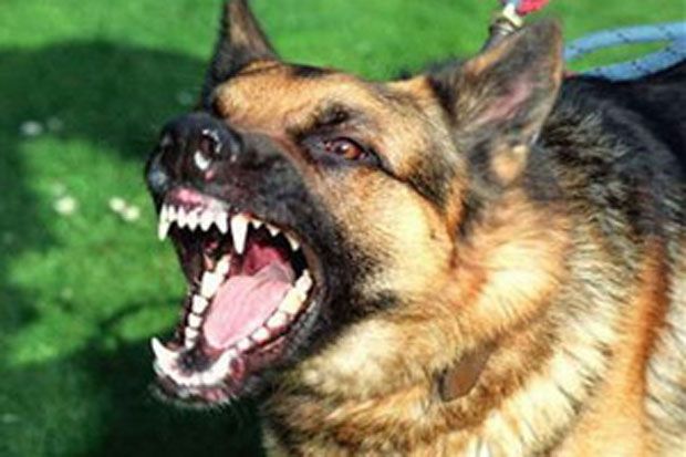 Kemarau, Warga Kaliurang Khawatirkan Serangan Anjing Liar