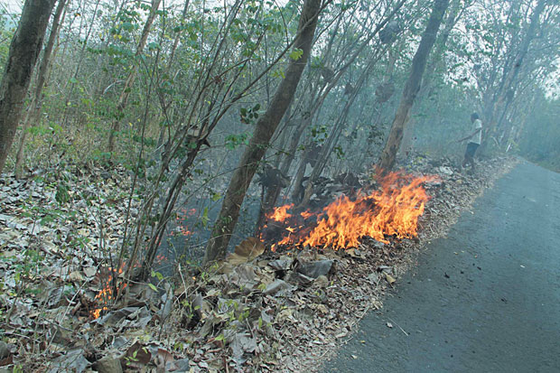 Ribuan Jati di Hutan Wukirsari Terbakar