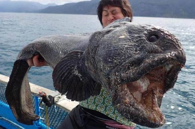 Heboh Nelayan Jepang Tangkap Ikan Mutan