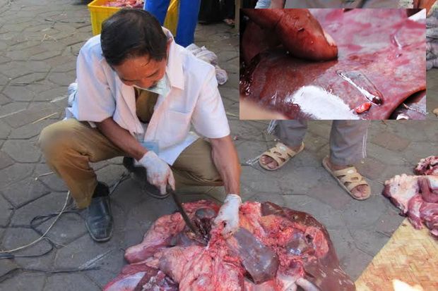 Daging Kurban di Yogyakarta Ditemukan Mengandung Cacing Hati