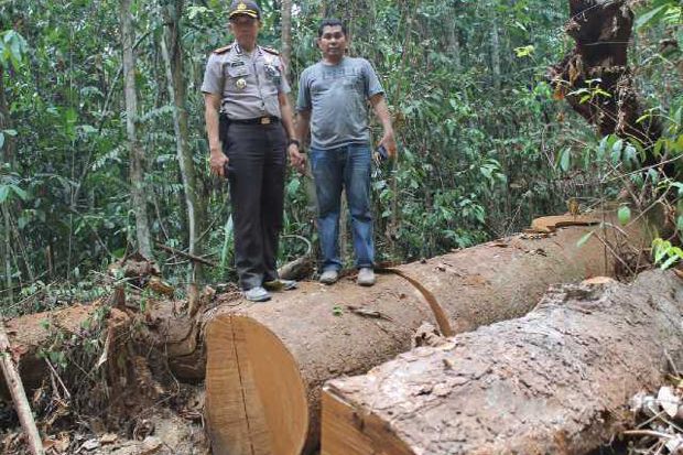 Marak, Aksi Illegal Logging di Bukit Bengkirai