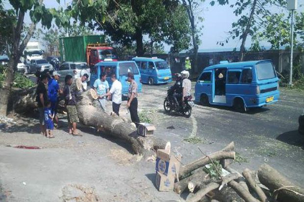 Pohon Tumbang di Manado Timpa Dua Pengendara Motor