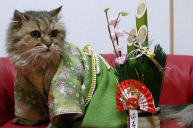 Jepang Akan Gelar Festival Kucing The Kagurazaka Bakeneko