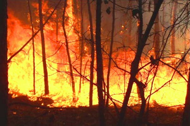 Kebakaran Hutan di Polman Nyaris Merambah Pemukiman Warga