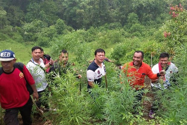 Polres Madina Temukan 5 Hektare Ladang Ganja