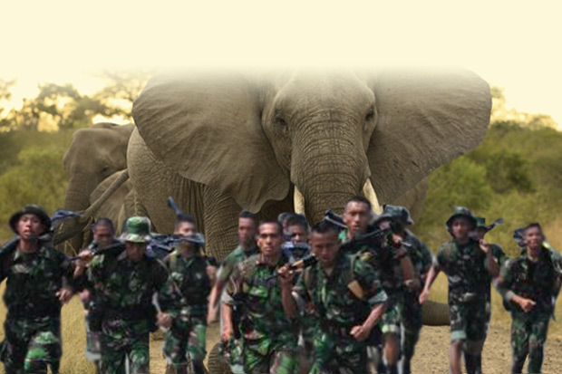 Kawanan Gajah Pukul Mundur Pasukan TNI saat Padamkan Api