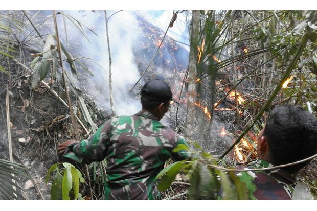 10 Ha Hutan Cagar Alam Gunung Cycloop Papua Terbakar