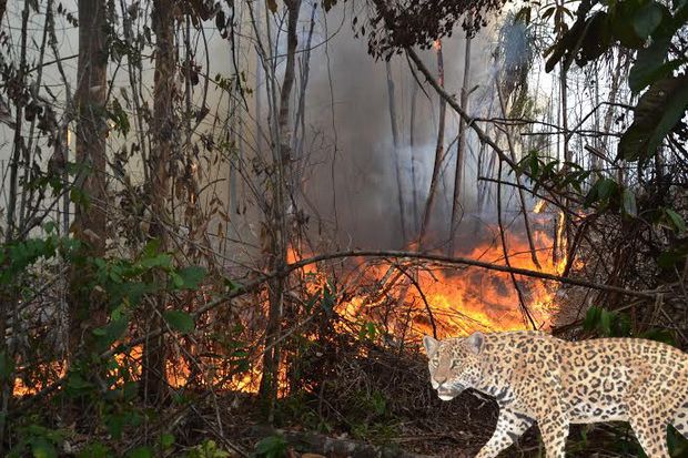 Kebakaran di Semeru Ancam Habitat Macan Tutul