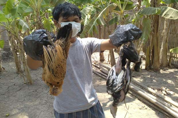 Ratusan Ayam di Kulonprogo Mati Mendadak