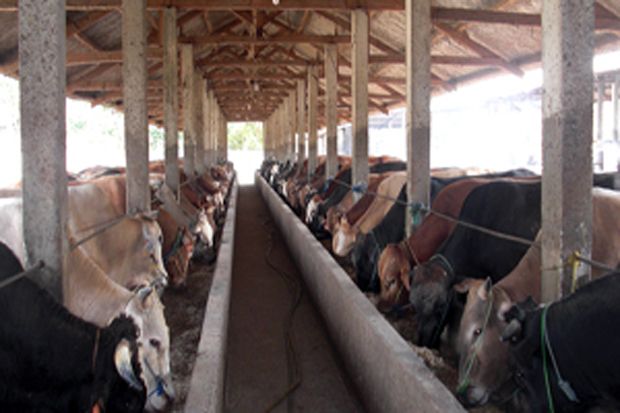 Pemberdayaan Potensi Daerah Penghasil Daging Sapi Belum Optimal