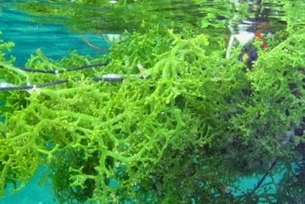Kembangkan Rumput Laut, KKP Anggarkan Rp300 M