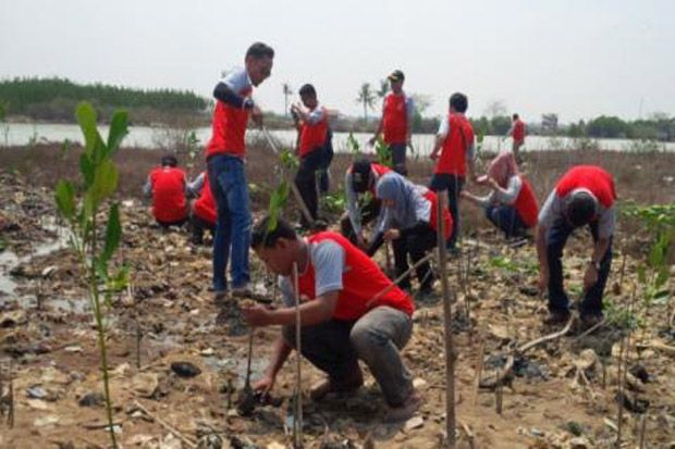 Cegah Abrasi, 1000 Mangrove Ditanam di Teluk Banten