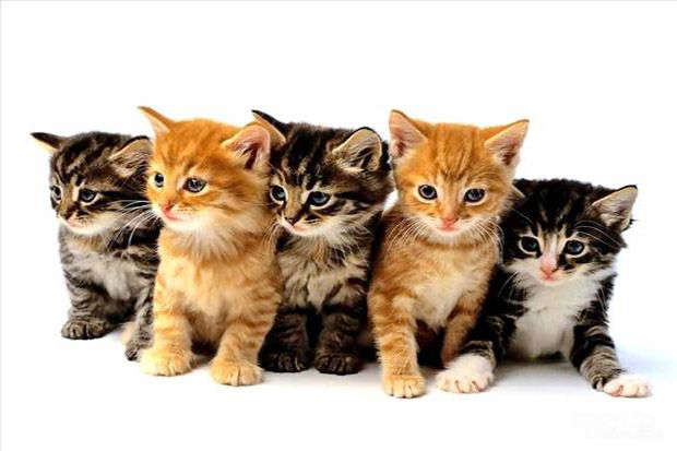 8 Fakta Ilmiah ini Bukti Memelihara Kucing Baik Bagi Anda!