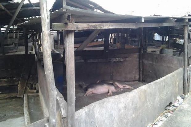 Pedagang Selatpanjang Keluhkan Keberadaan Kandang Babi