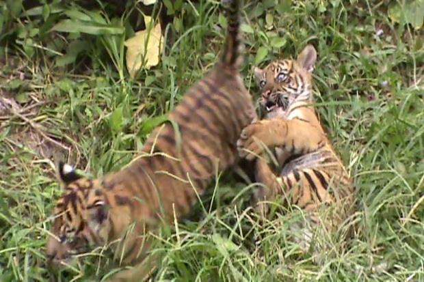 Harimau Sumatera Makin Punah