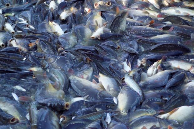 Konsumsi Ikan Masyarakat Jabar Rendah