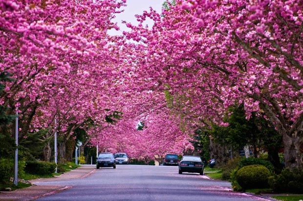 5 Tempat Terbaik untuk Melihat Sakura Selain di Jepang